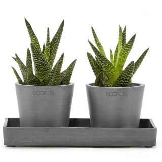 Piatto Sottovaso per AMSTERDAM MINI 25X15 - ECOPOTS