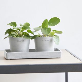 Piatto Sottovaso per AMSTERDAM MINI 20X10 - ECOPOTS