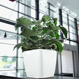 Vaso per piante QUADRO PREMIUM 35x35 LS con auto irrigazione - LECHUZA