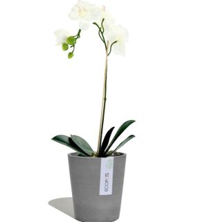 Vaso Orchidea MORINDA Ø14 H16 - ECOPOTS