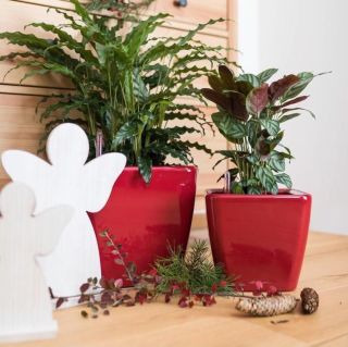 Vaso da tavolo QUADRO PREMIUM 28x28 LS con auto irrigazione - LECHUZA