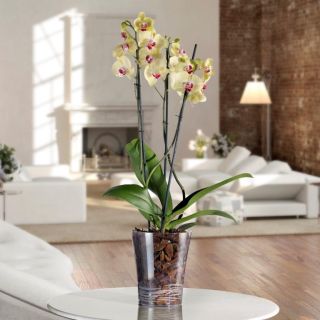 Vaso trasparente ORCHIDEA Ø14 - TERAPLAST