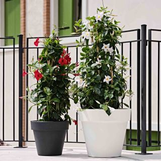 Vaso fioriera in resina STANDARD ONE Ø50 - TERAPLAST