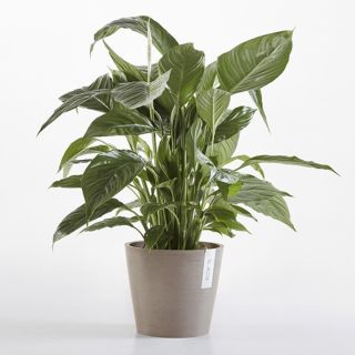Vaso da tavolo AMSTERDAM Ø17 H14,9 - ECOPOTS