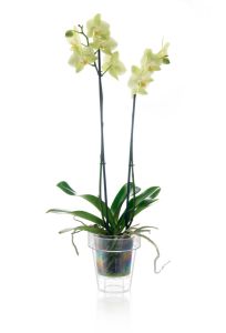 Vaso trasparente per orchidea PORTO Ø16 - TERAPLAST