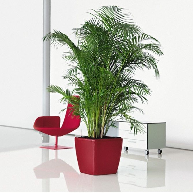 Lechuza Vaso - CLASSICO Color 43 - Shop Online Italia