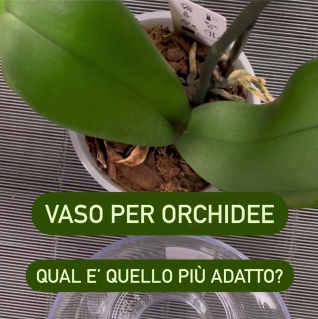 Vaso per orchidee: quale quello più adatto?