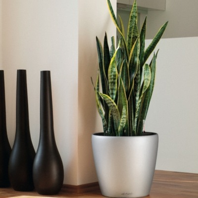 Vasi per piante d'appartamento