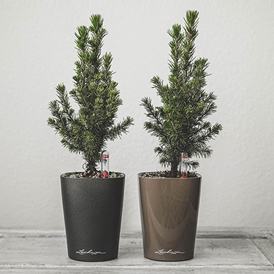 Vasi per albero di Natale