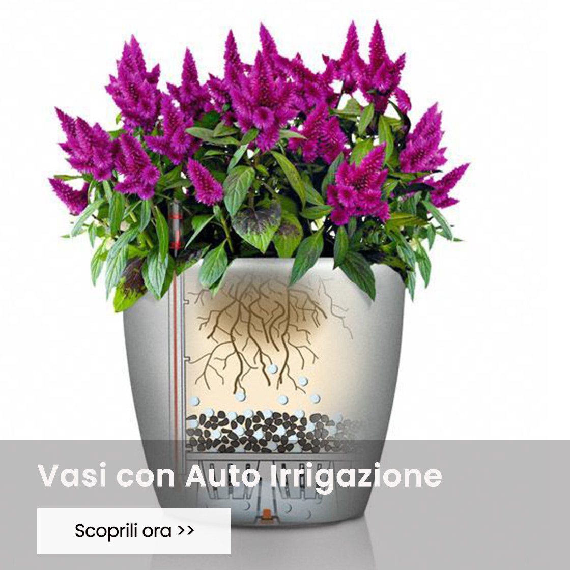 Vasi con auto irrigazione