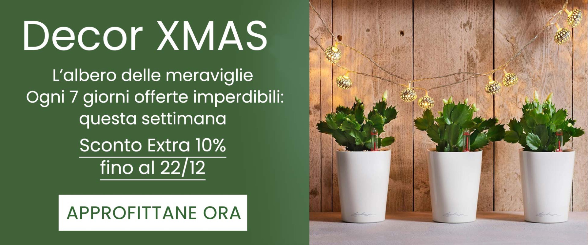 Scopri il nostro albero dell'avvento, sette giorni per sette offete incredibili!